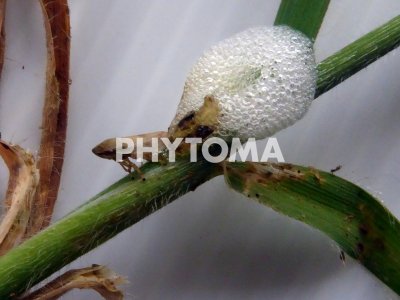 Phylaenus spumarius